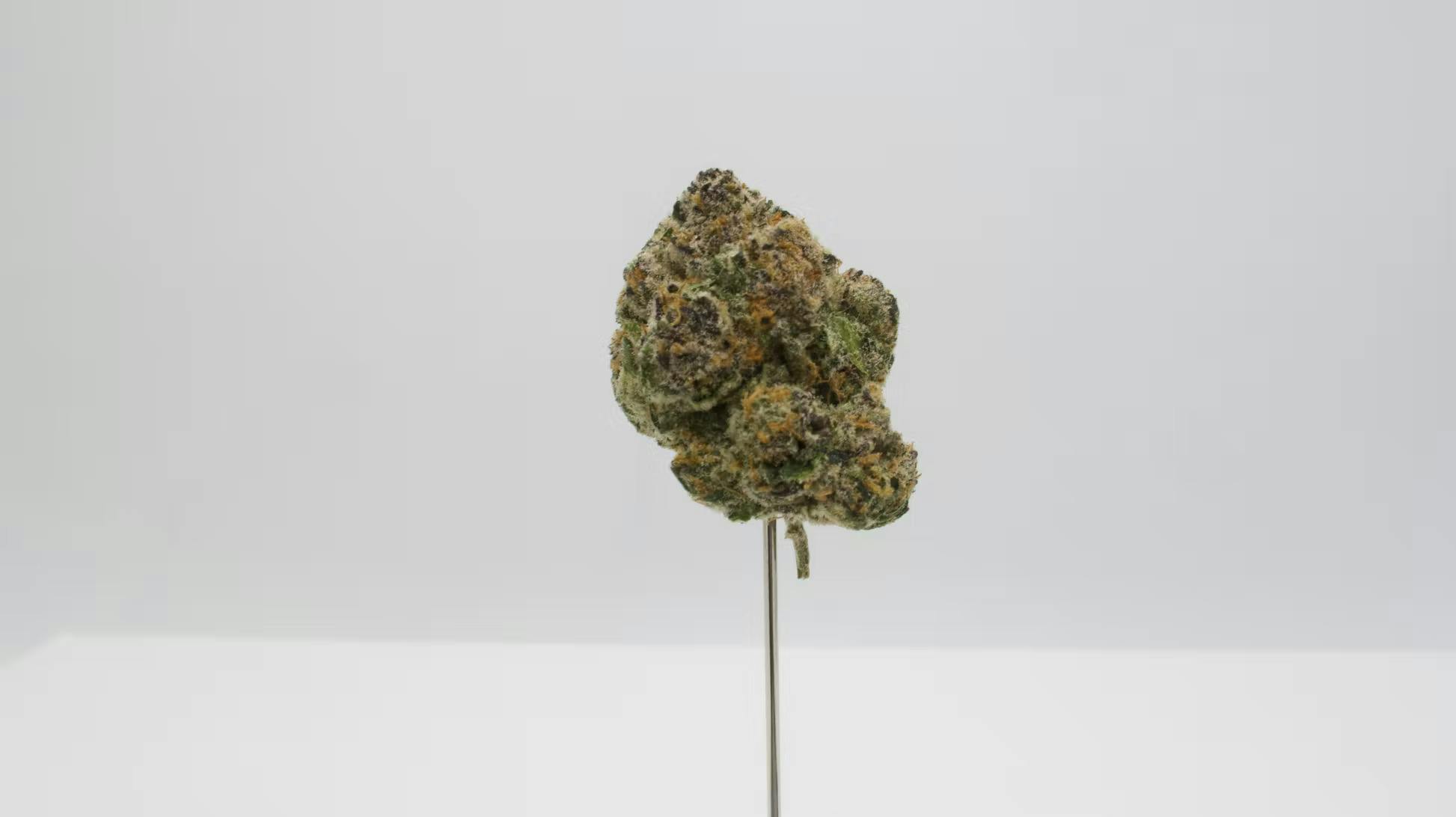 Juice Box Small Bud