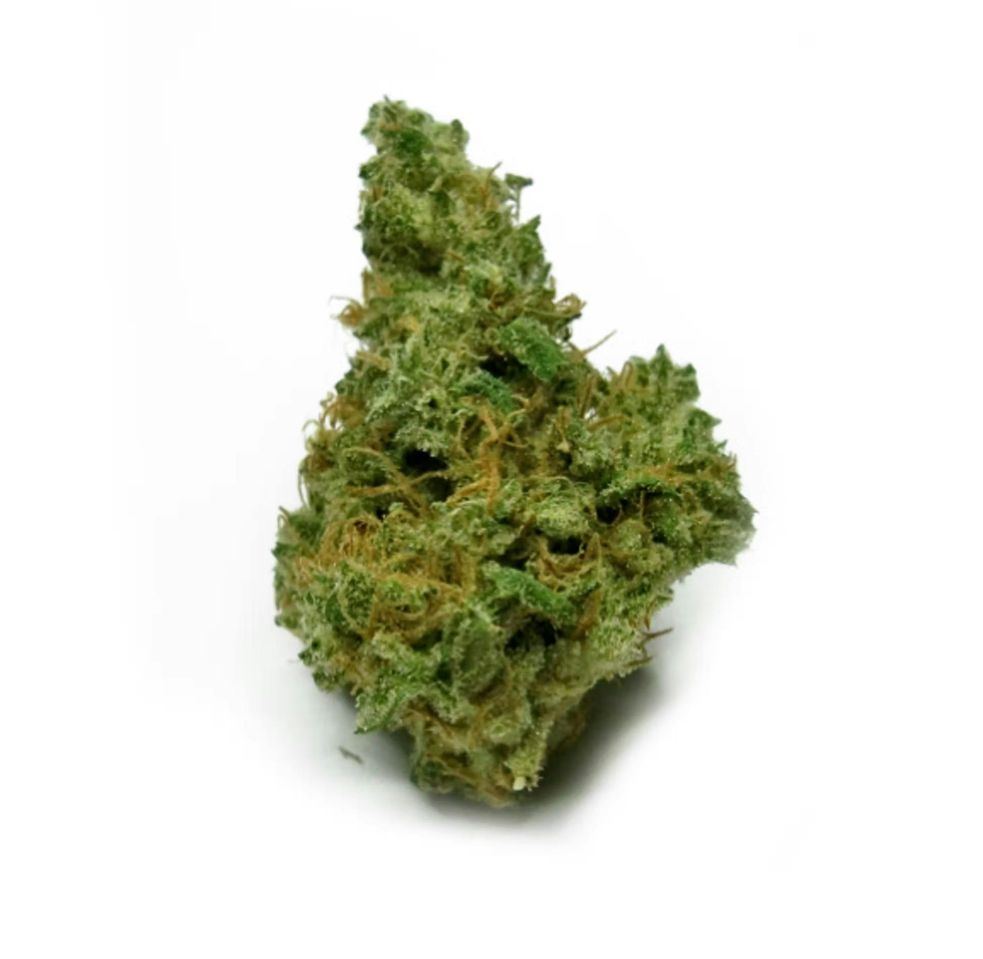 Starborough Small Bud