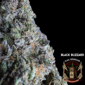 Black Blizzard | Tier 2