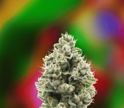 710 Labs The — Sweeties #7 Persy
