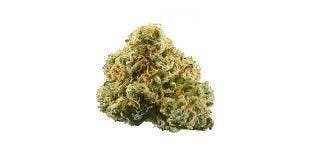 REDBUD ROOTS | WHITE MAPLE | BULK FLOWER
