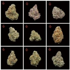 2.5 Ounces Mix & Match Friendly Fire Flower $275