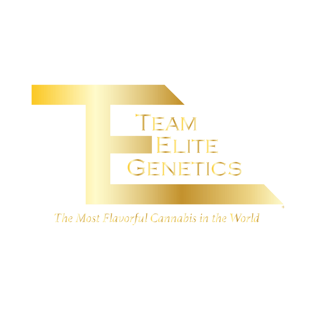 TEAM ELITE: Cream Cheese