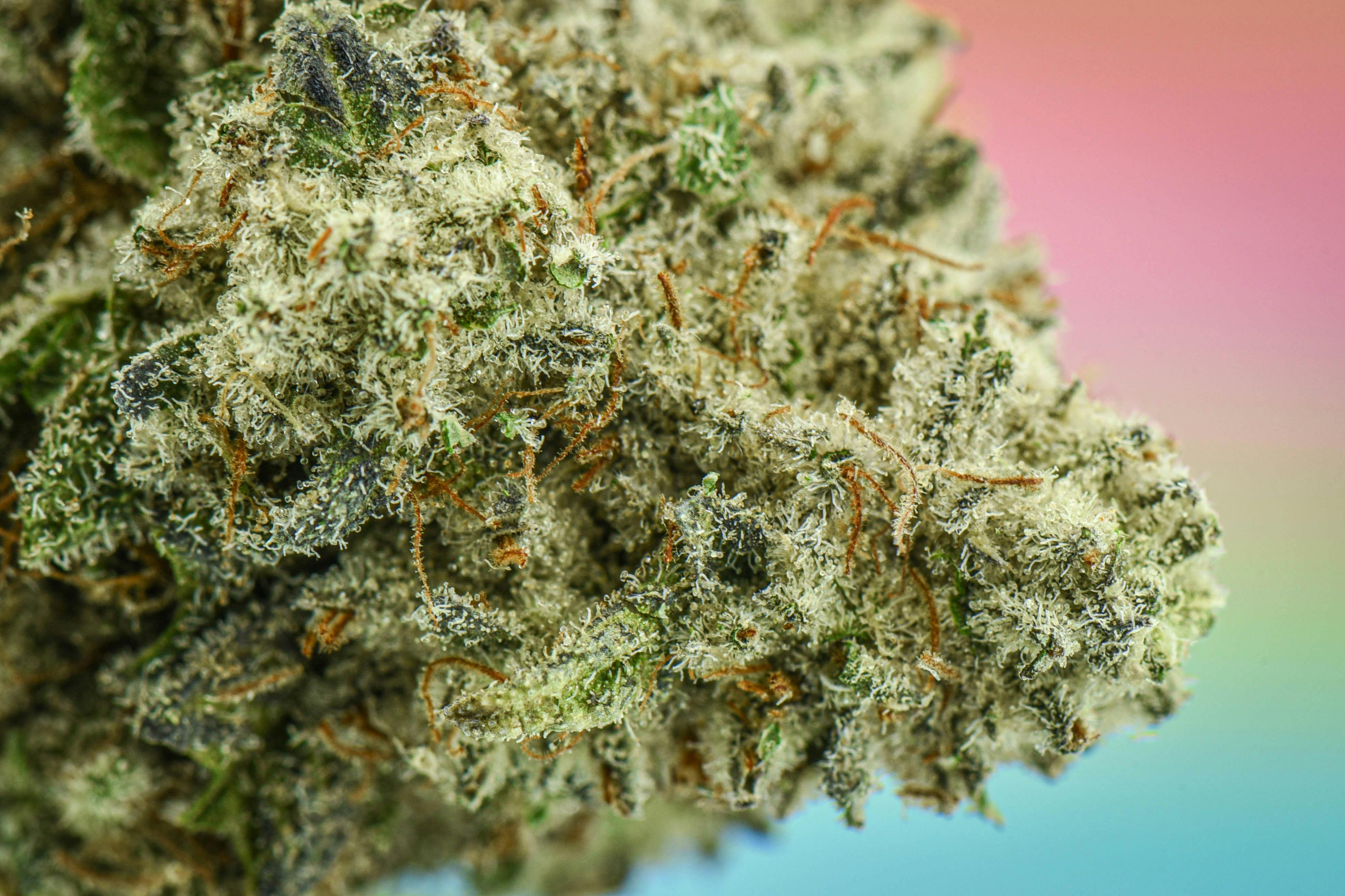 Lilac Diesel