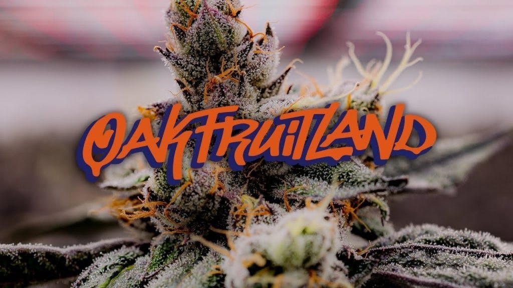 SUPER LEMON HAZE — Super Lemon Haze