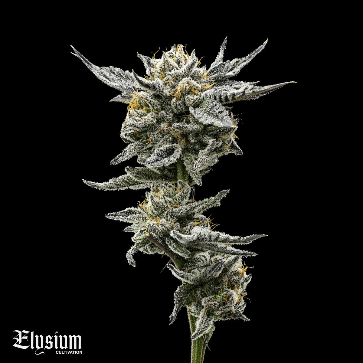 ELYSIUM | BULK FLOWER | SHERB CREAM PIE