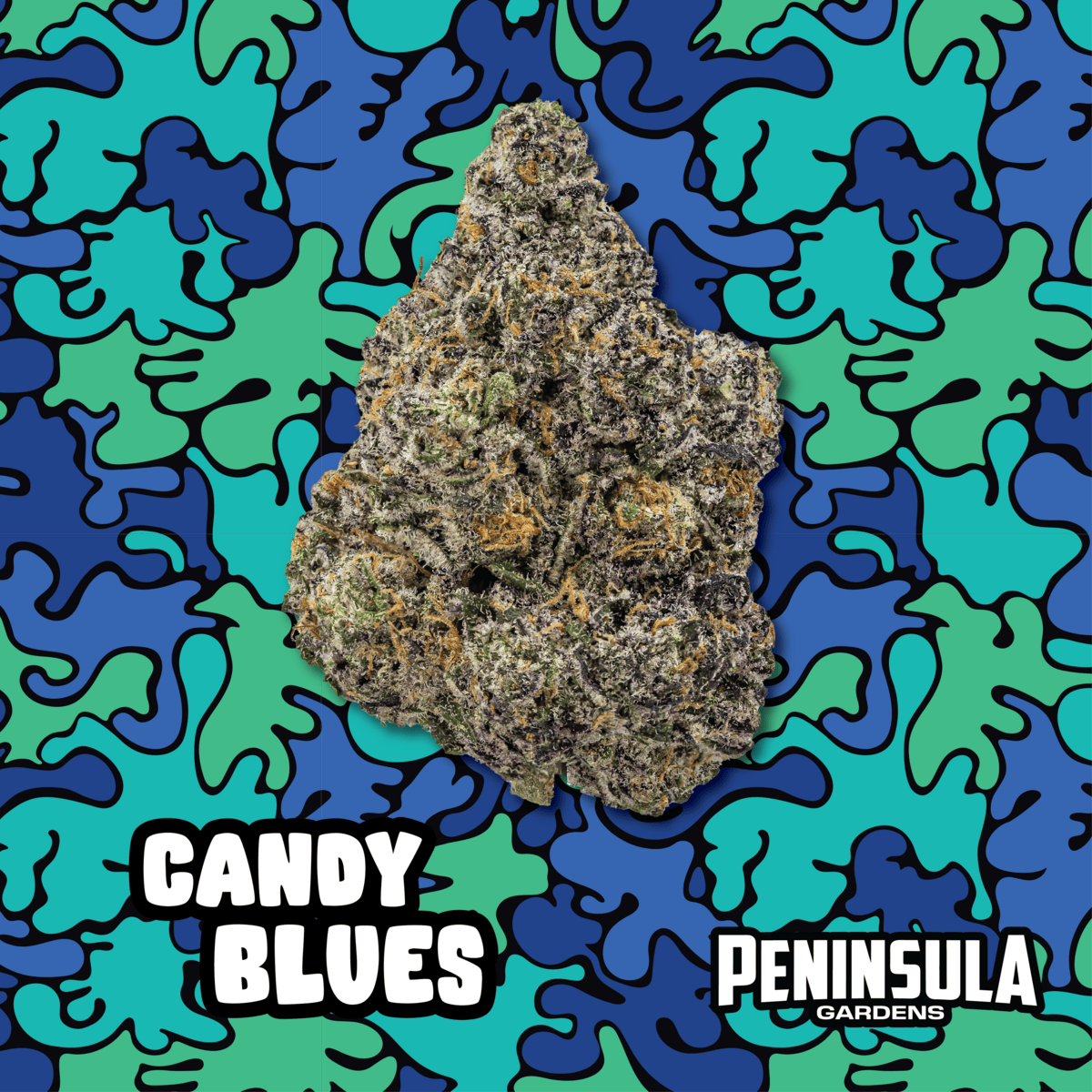 Candy Blues | Big Buds by Peninsula Gardens