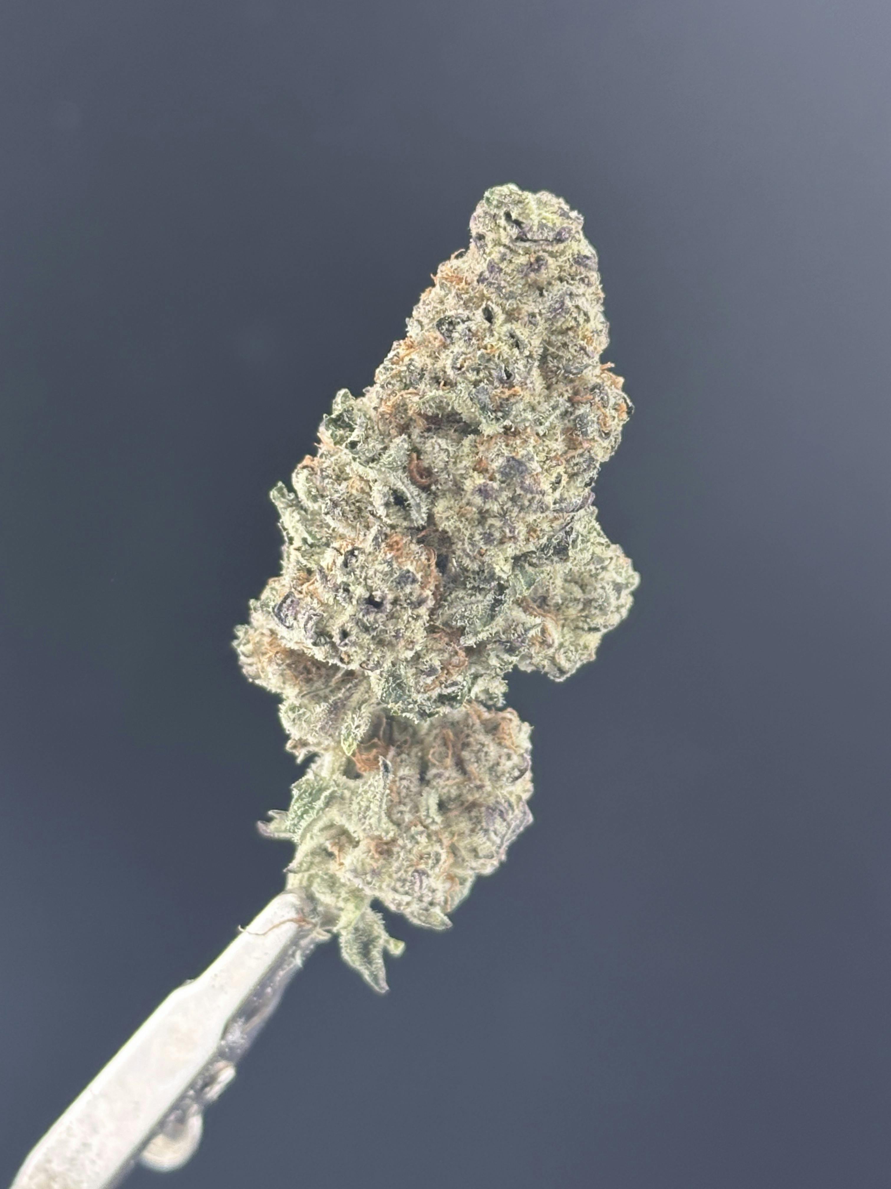 Dante's Inferno #8 at Colfax Cannabis Company