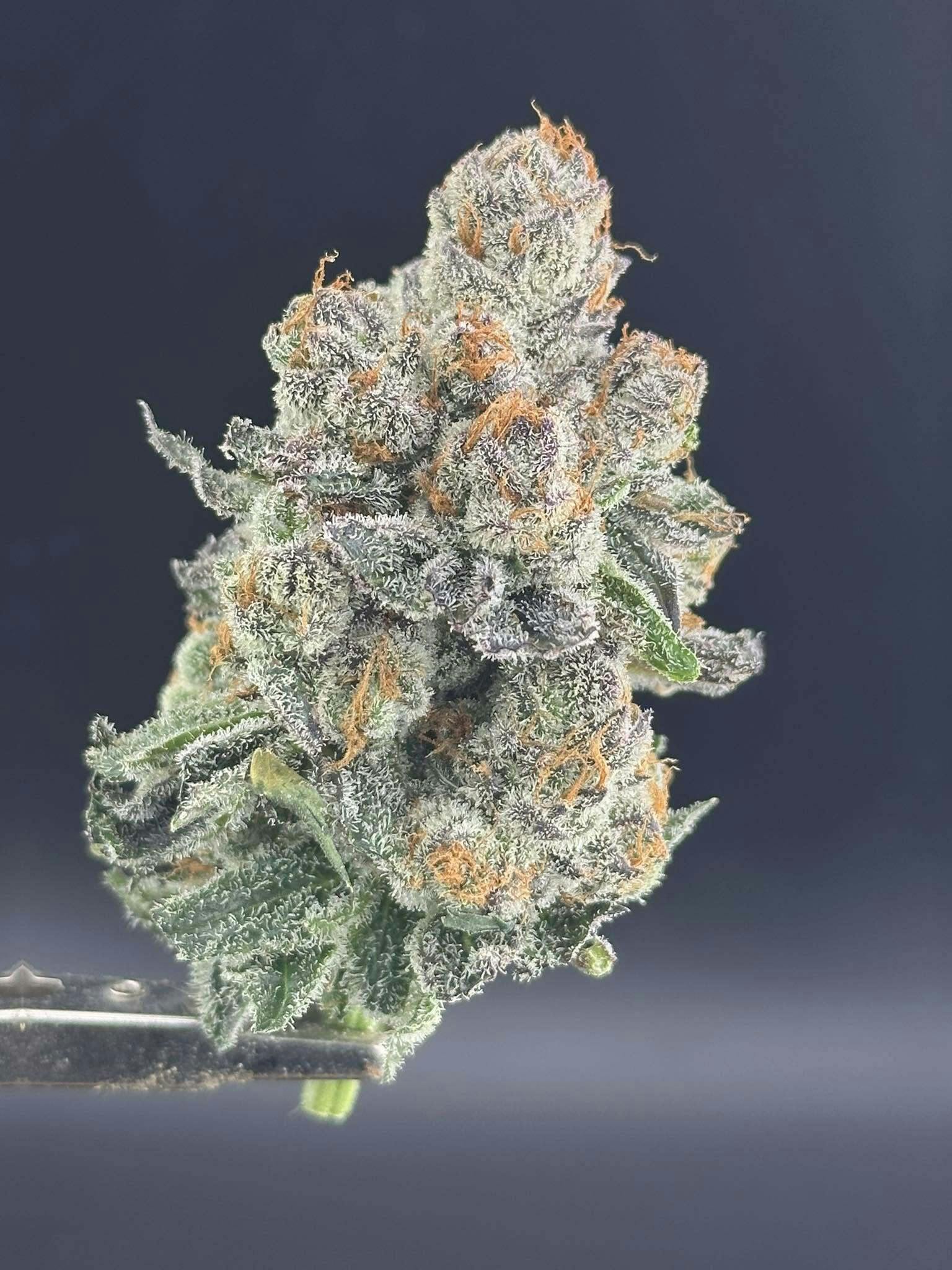 Pure Michigan at Colfax Cannabis Company