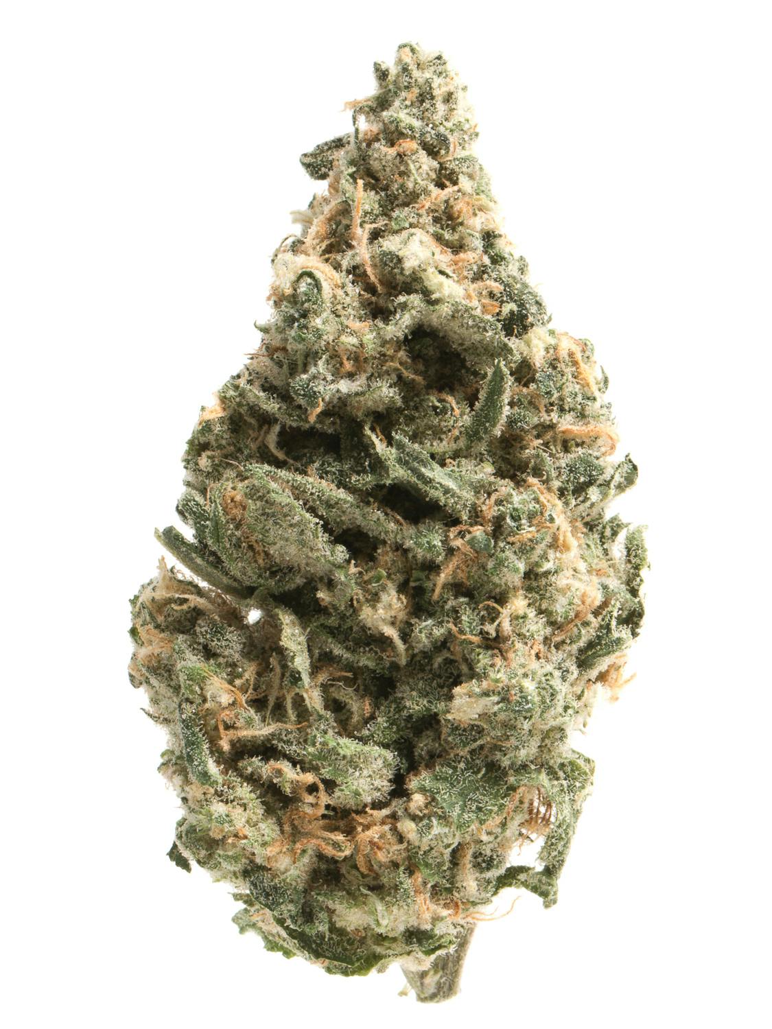 Snoop's Truffizzle at Colfax Cannabis Company