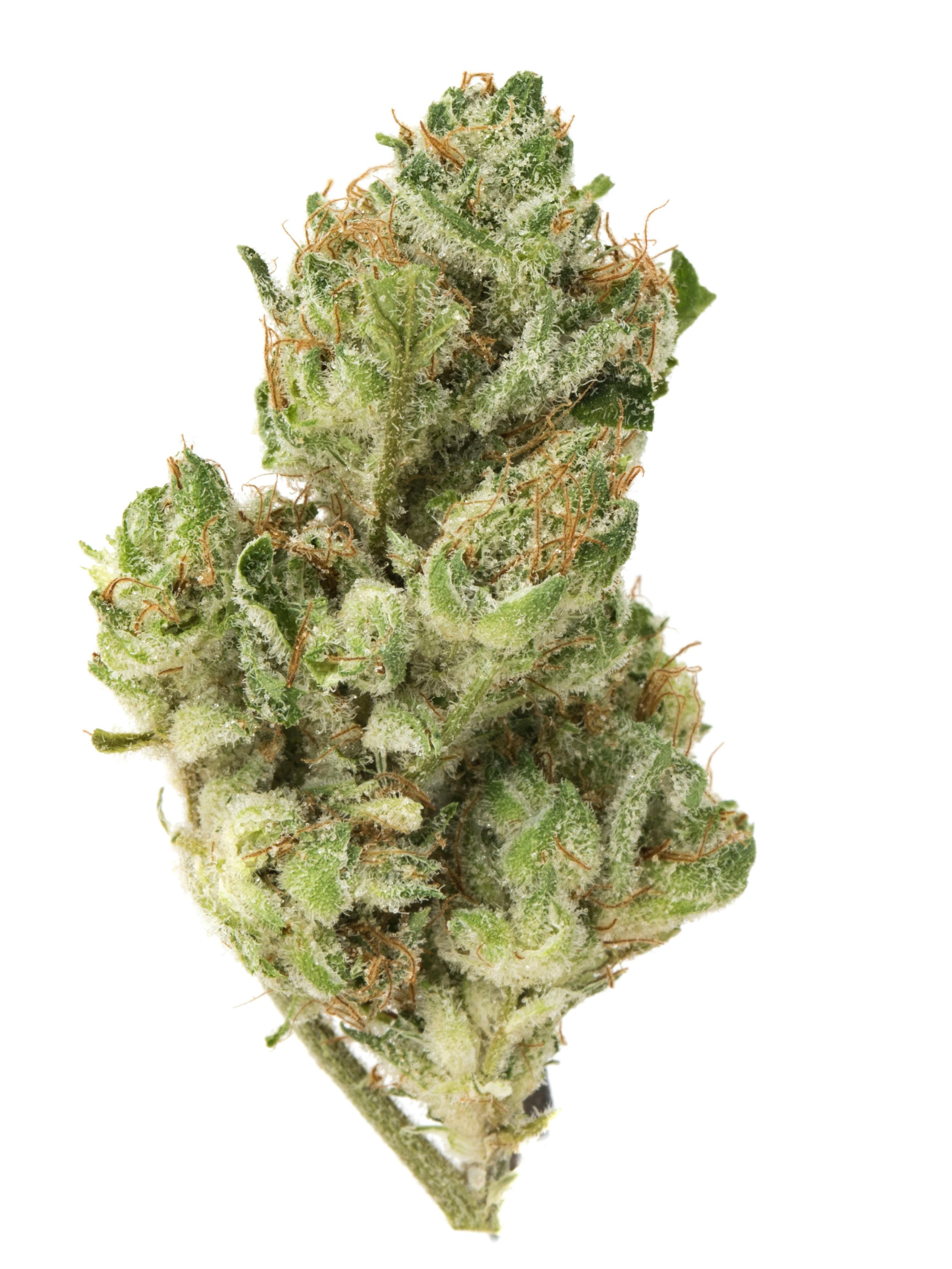 White Wedding at Colfax Cannabis Company