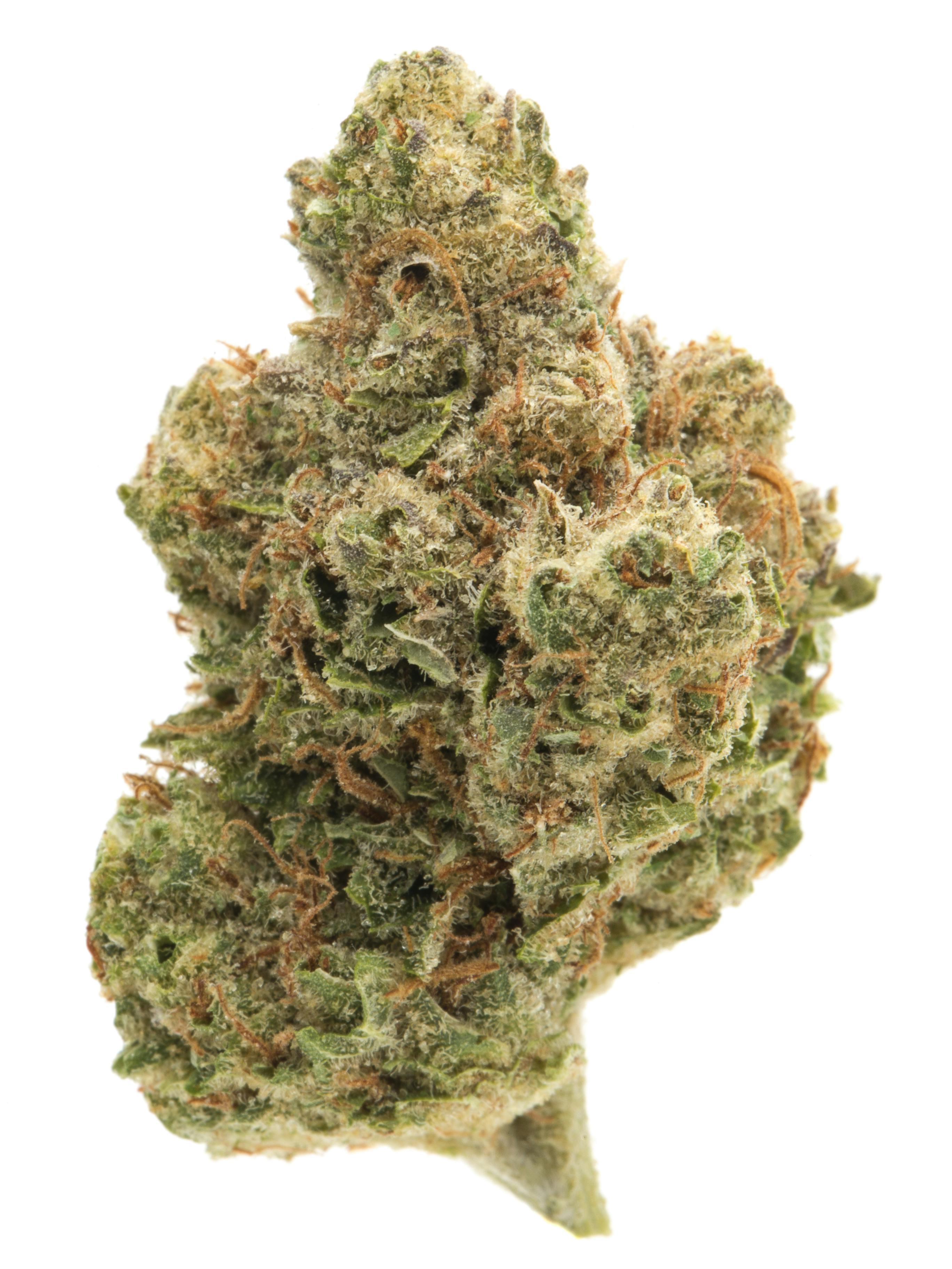 Iced Zinger #10 (outdoor) at Colfax Cannabis Company