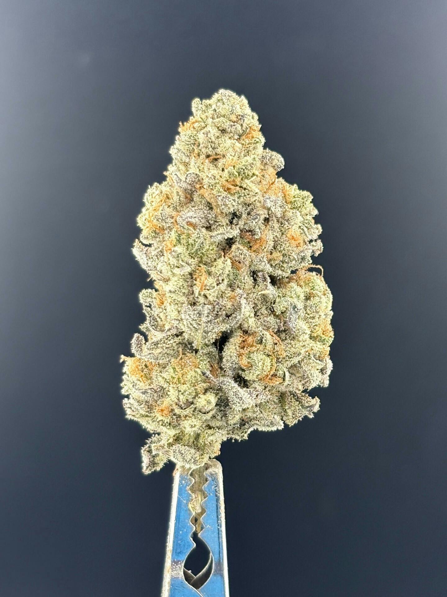 Crazy Cow at Colfax Cannabis Company