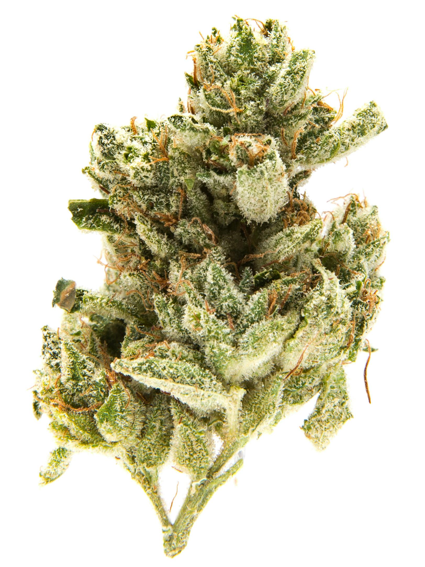 Granddaddy Purple at Colfax Cannabis Company