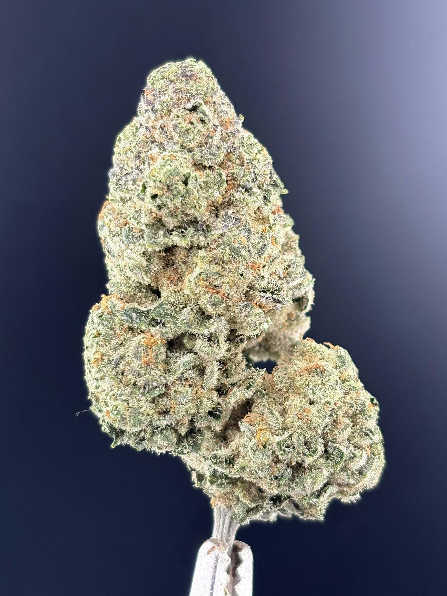 Sugar