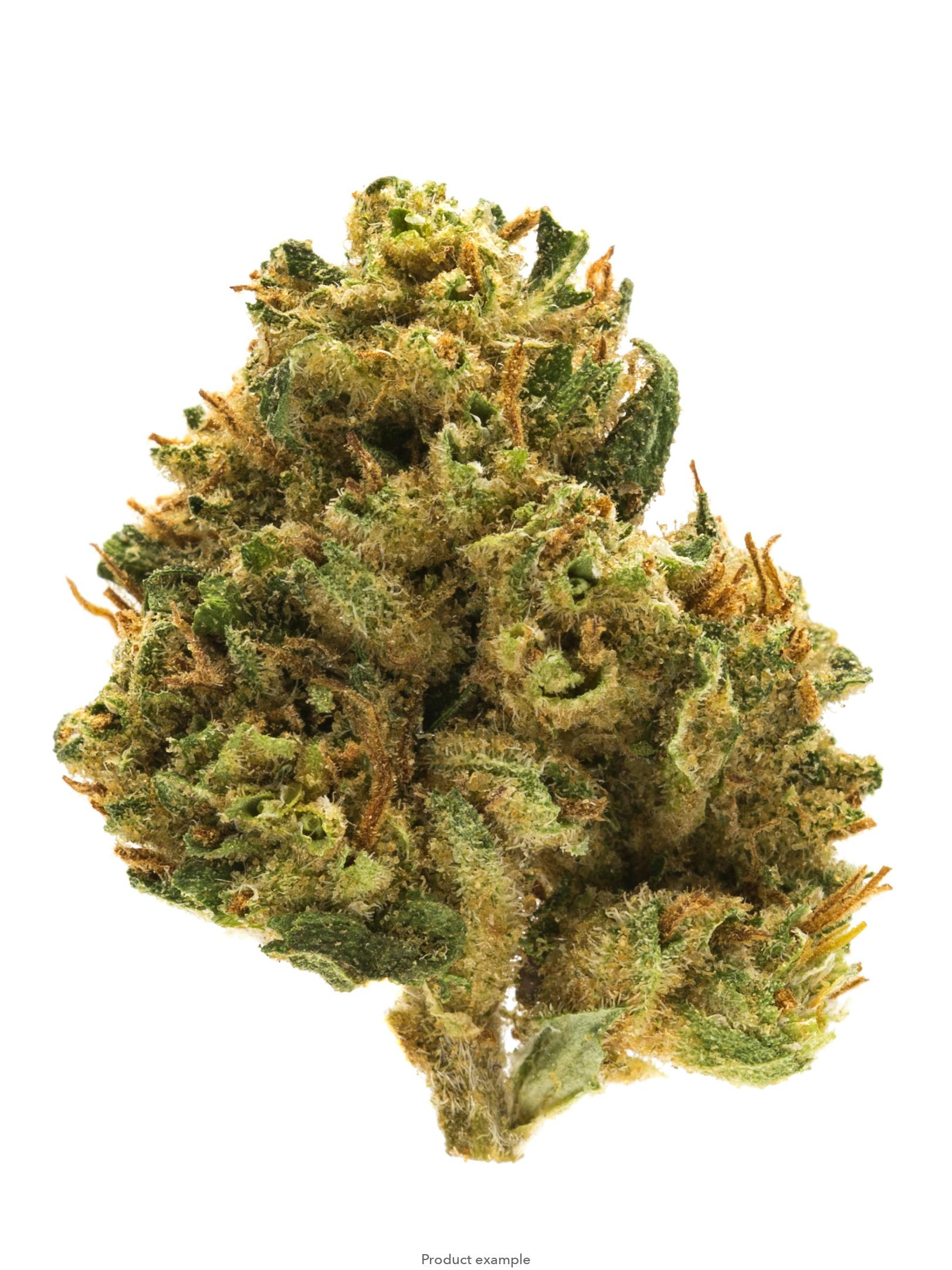 Decibel Gardens - — Decibel OG