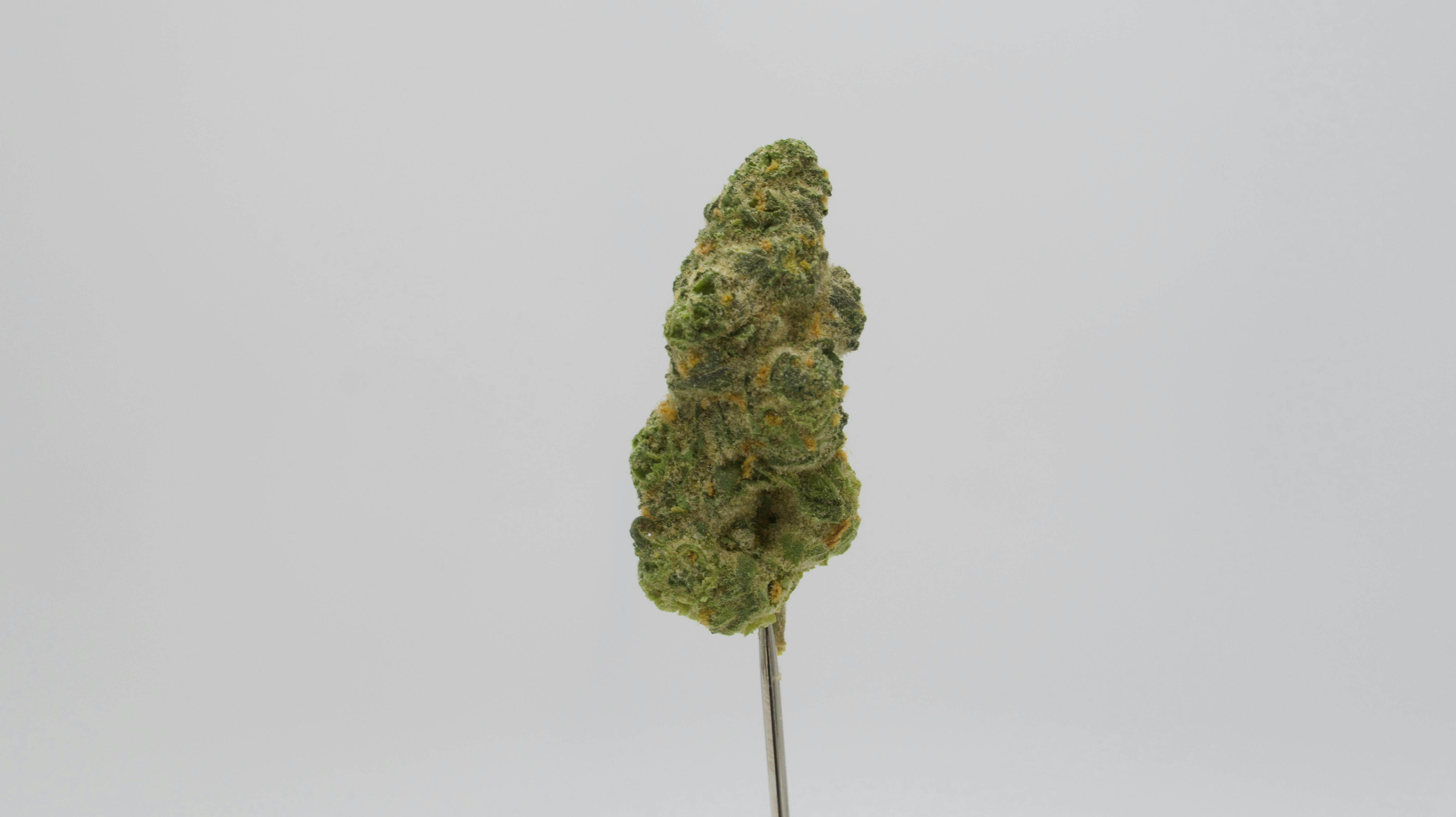 Witch Doctor 3.5g Small Bud
