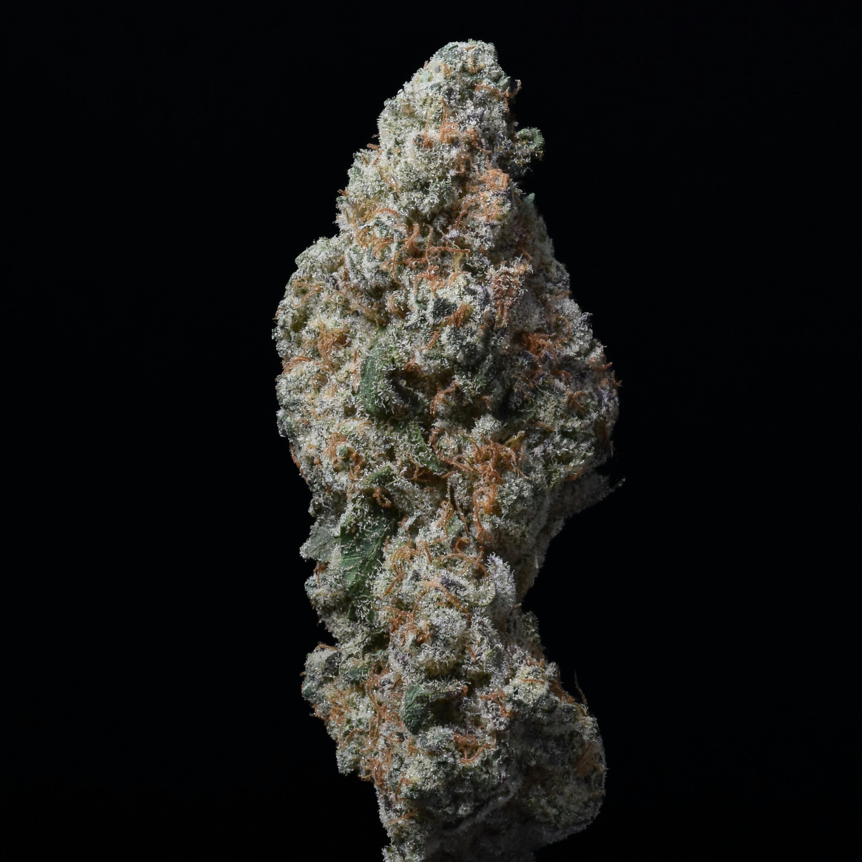 Paul's Boutique - Grapeology 3.5G