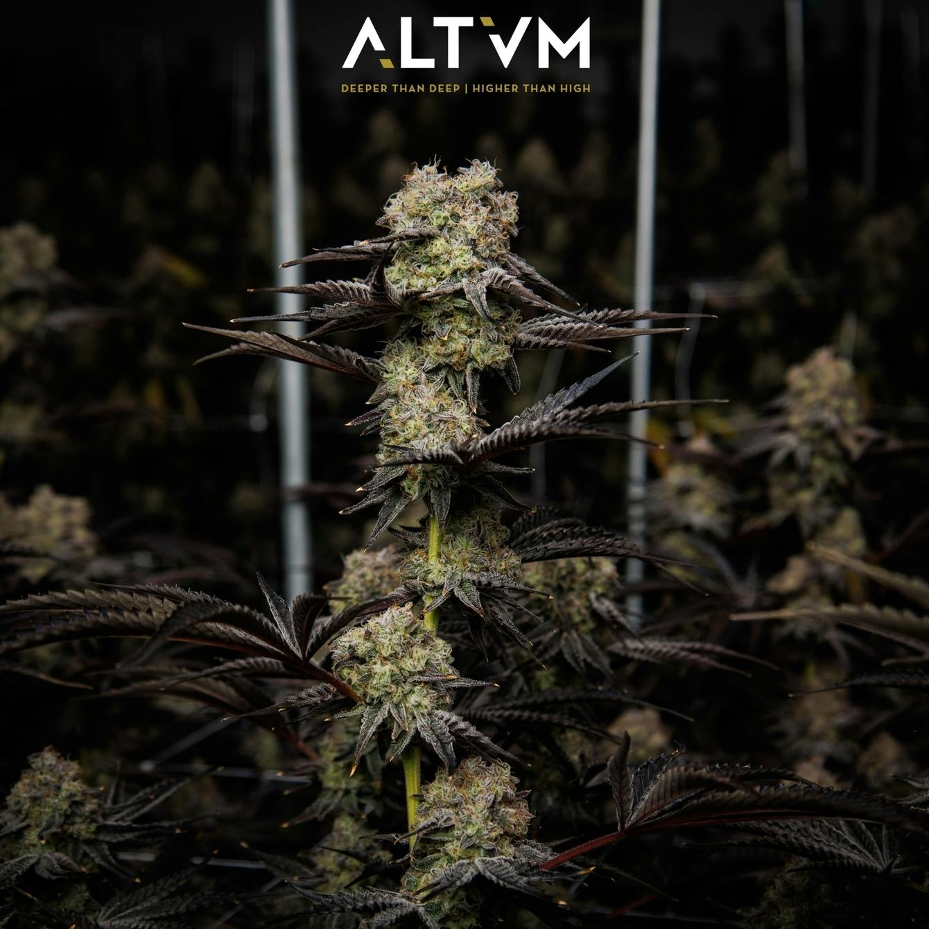 ALTVM | Butterscotch OG | Flower | 3.5g