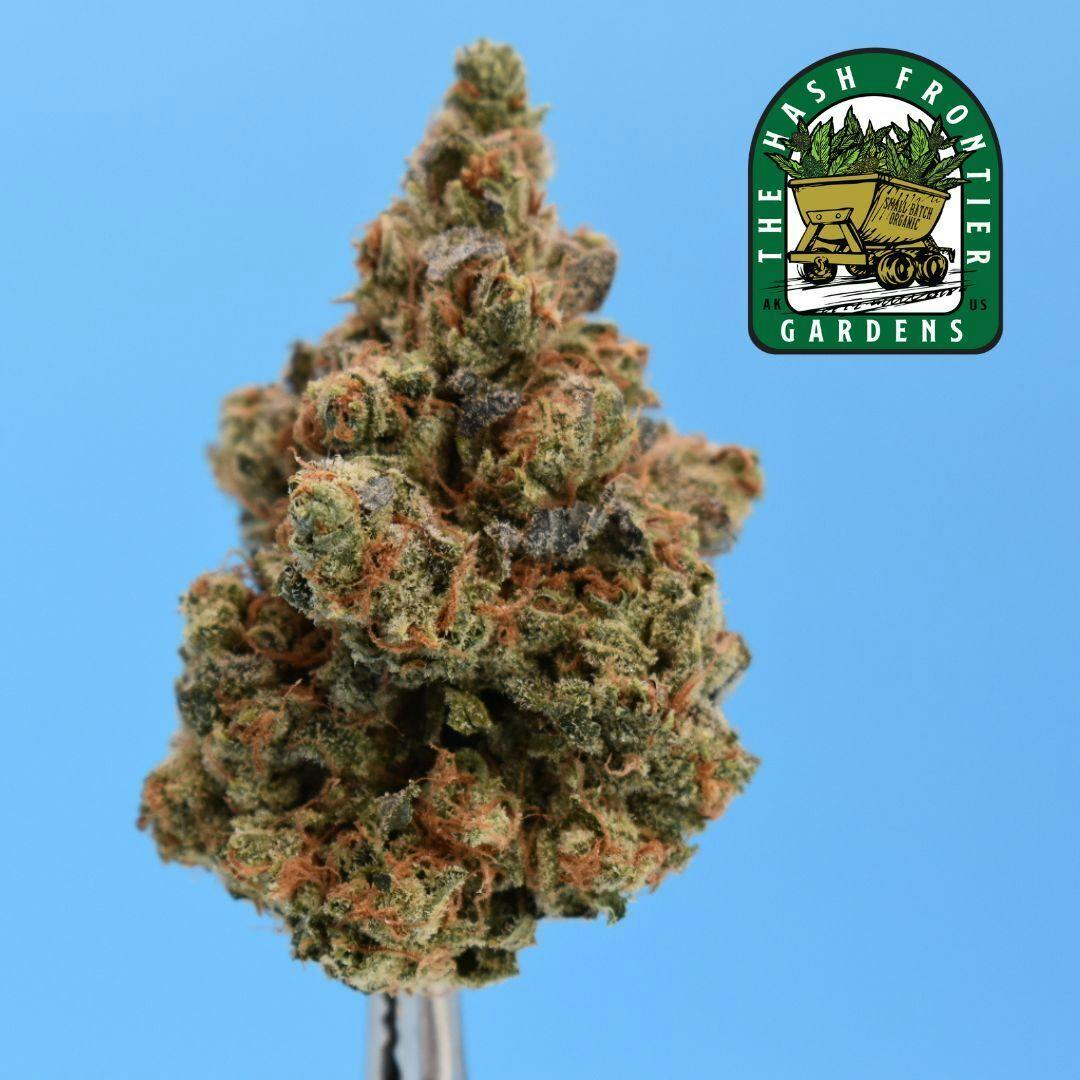 Gumi #11 (S) Flower **$30 8th** (Jelly Zonuts x Zoda)- The Hash Frontier