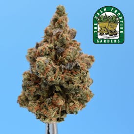 Gumi #11 (S) Flower - The Hash Frontier ($40 8th)