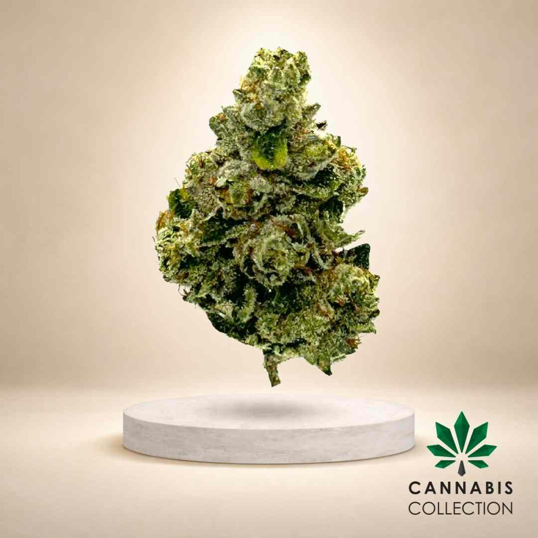 Bonsai Cannabis Collection Weed Flower | Order Online