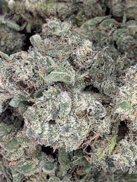 EXOTIC SHELF - LEMON CHERRY GELATO - HYBRID