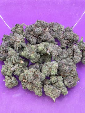 EXOTIC SHELF - JEALOUSY - INDICA