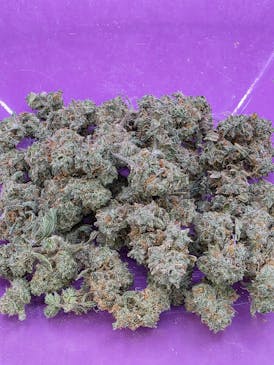 EXOTIC SHELF - BISCOTTI GELATO - HYBRID