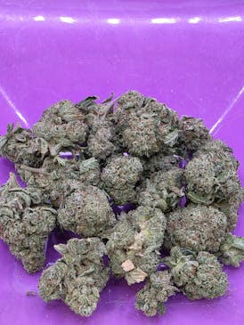 EXOTIC SHELF - BIG CHOMP OG - INDICA