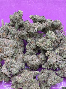 PREMIUM SHELF - VANILLA CANE - HYBRID