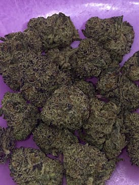 EXOTIC SHELF-Lime Pop - INDICA