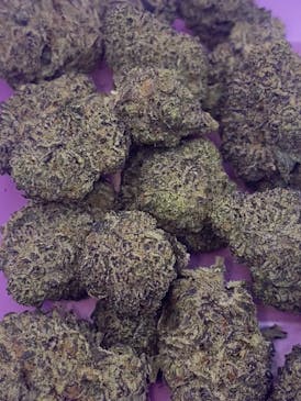 EXOTIC SHELF- X Man- HYBRID