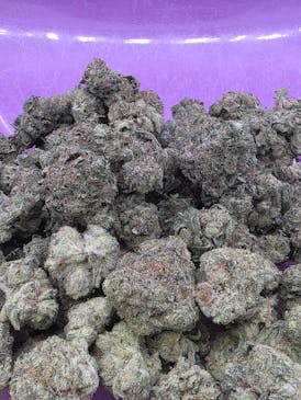 Exotic Shelf-Hawaiian Cat Piss-INDICA