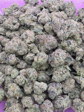 PREMIUM Shelf- Peppermint Pattie-HYBRID