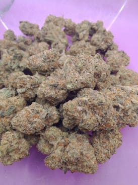 EXOTIC shelf- Blue Cookies- INDICA
