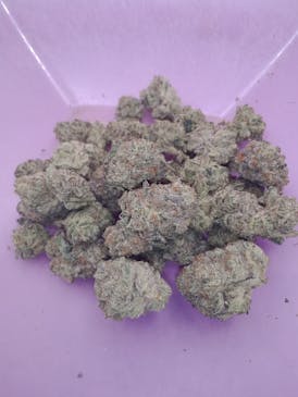 PREMIUM shelf- Jealousy- INDICA