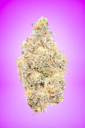 Apple Fritter - Indoor