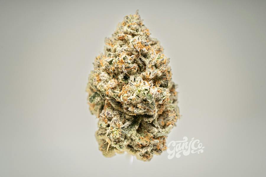 Blue Samurai - Indoor Flower