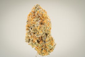 Candy Shop - indoor Flower - RG