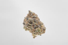 Pave - Indoor Flower