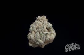 Blue Dragon- Indoor Flower