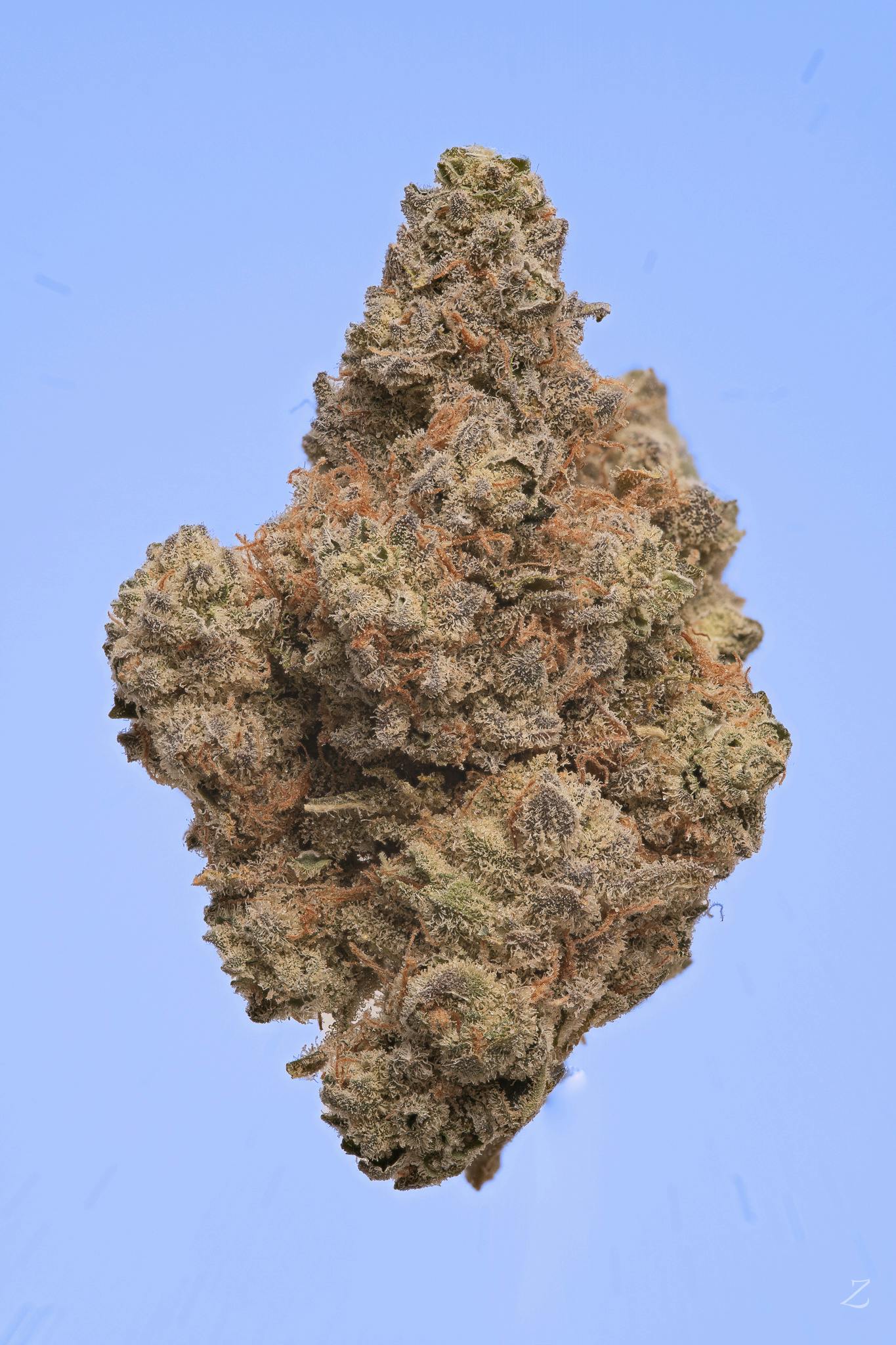 Garter Belt | Big Buds | 0.125oz