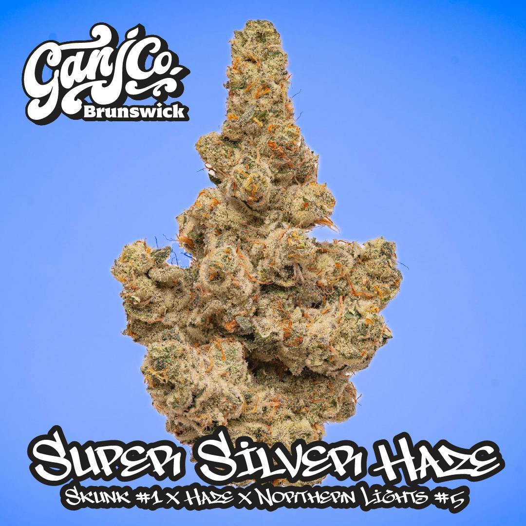 Super Silver Haze - indoor living soil flower - TH