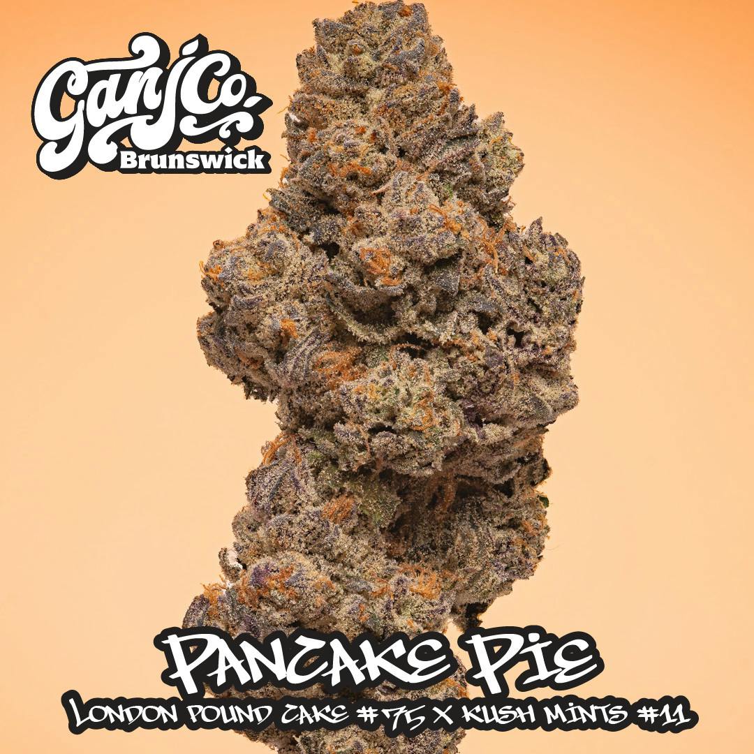 Pancake Pie - Indoor flower