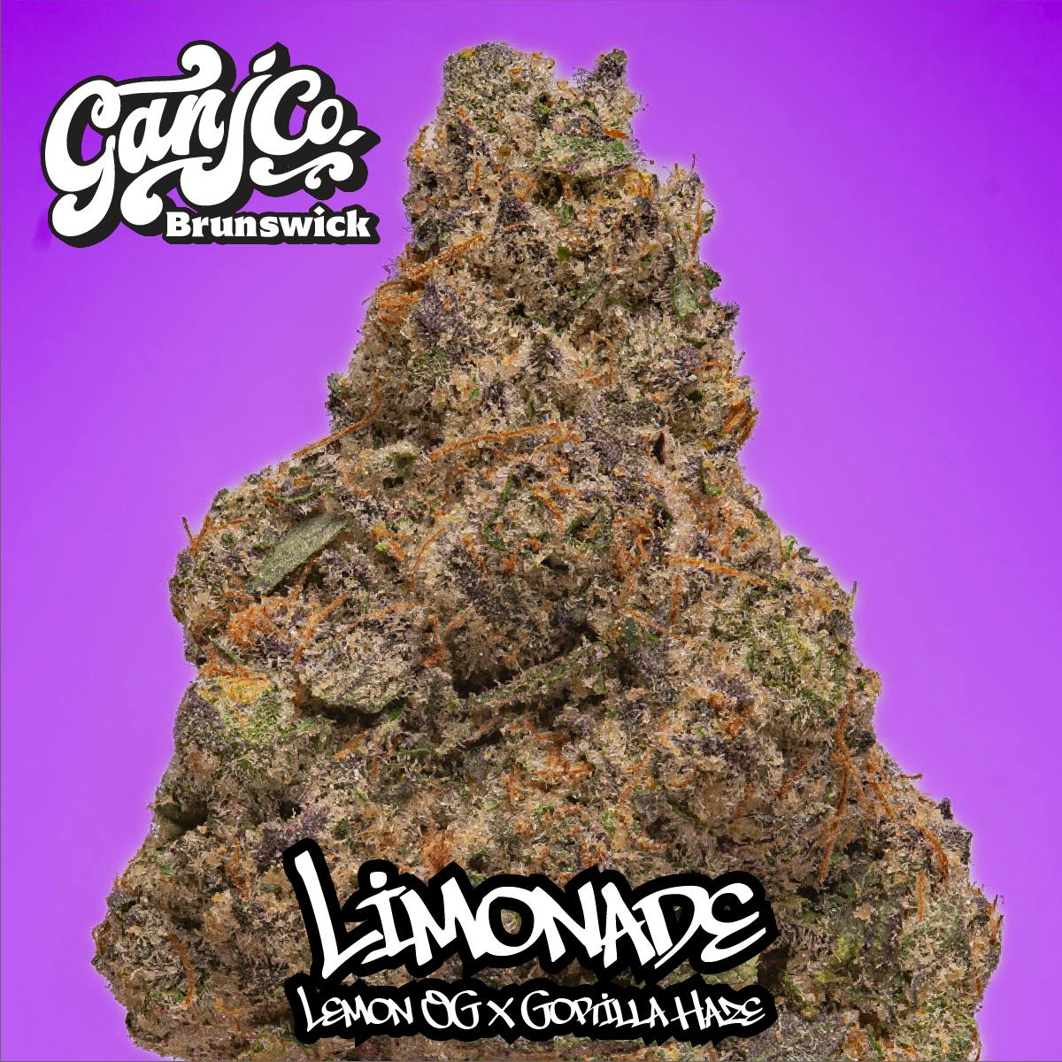 Limonade - indoor flower