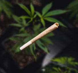 Kind Love - Wedding Cake 1g Pre-Roll