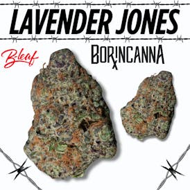 LAVENDER JONES FLOWER