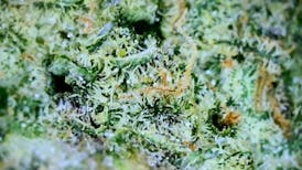 Bar H - Blueberry Sugar - Flower