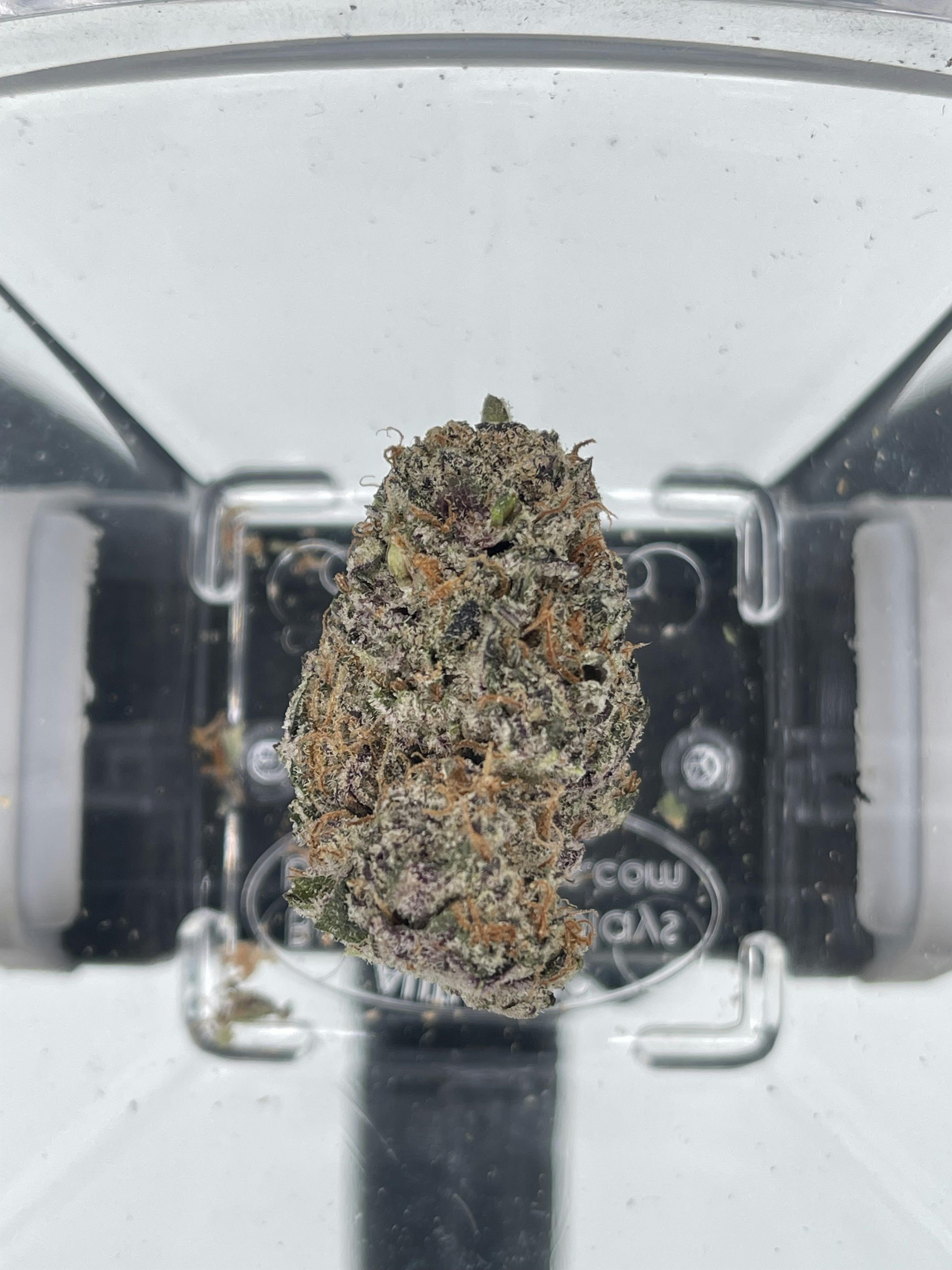 Thizz Face (Golden Bloom) at Livwell Meds Sulphur